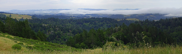 Darlene scape