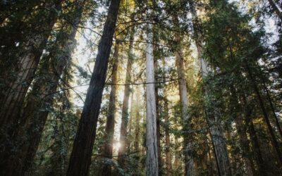 CAL FIRE Business & Workforce Development Grant For Resilient Forests, Due 3/8
